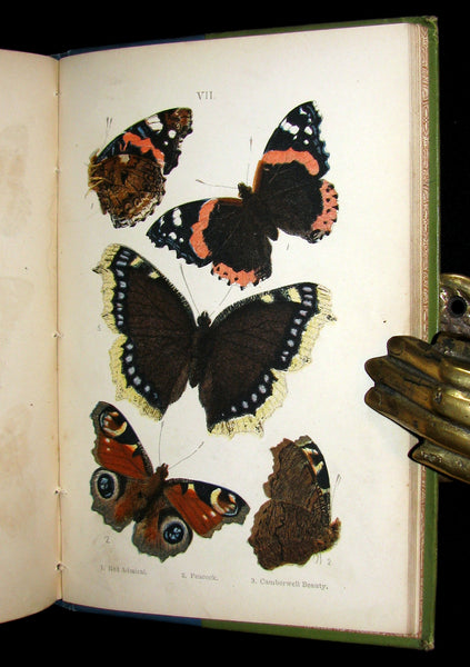 1897 Rare Book - British Butterflies, Figures and Descriptions of Every Native Species by W. S. Coleman.