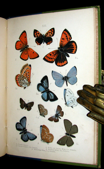 1897 Rare Book - British Butterflies, Figures and Descriptions of Every Native Species by W. S. Coleman.