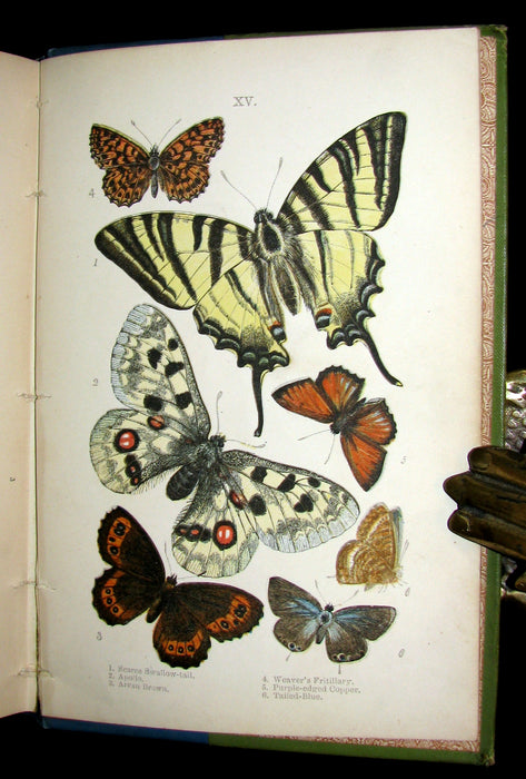 1897 Rare Book - British Butterflies, Figures and Descriptions of Every Native Species by W. S. Coleman.