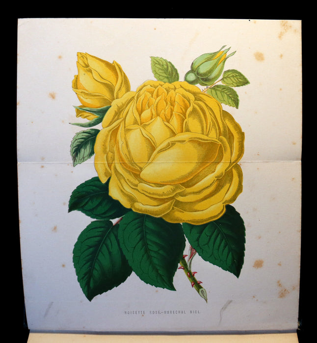 1878 Rare Victorian Gardening Book - The Amateur's Rose Book by the famous botanist James Shirley Hibberd.