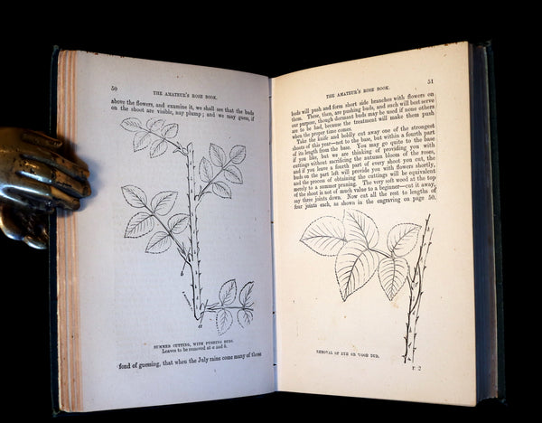 1878 Rare Victorian Gardening Book - The Amateur's Rose Book by the famous botanist James Shirley Hibberd.
