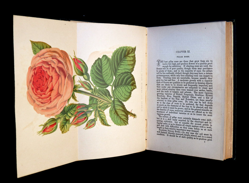 1878 Rare Victorian Gardening Book - The Amateur's Rose Book by the famous botanist James Shirley Hibberd.