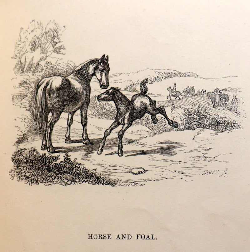 1858 Scarce First Edition - Picture Fables Drawn by Otto Speckter.