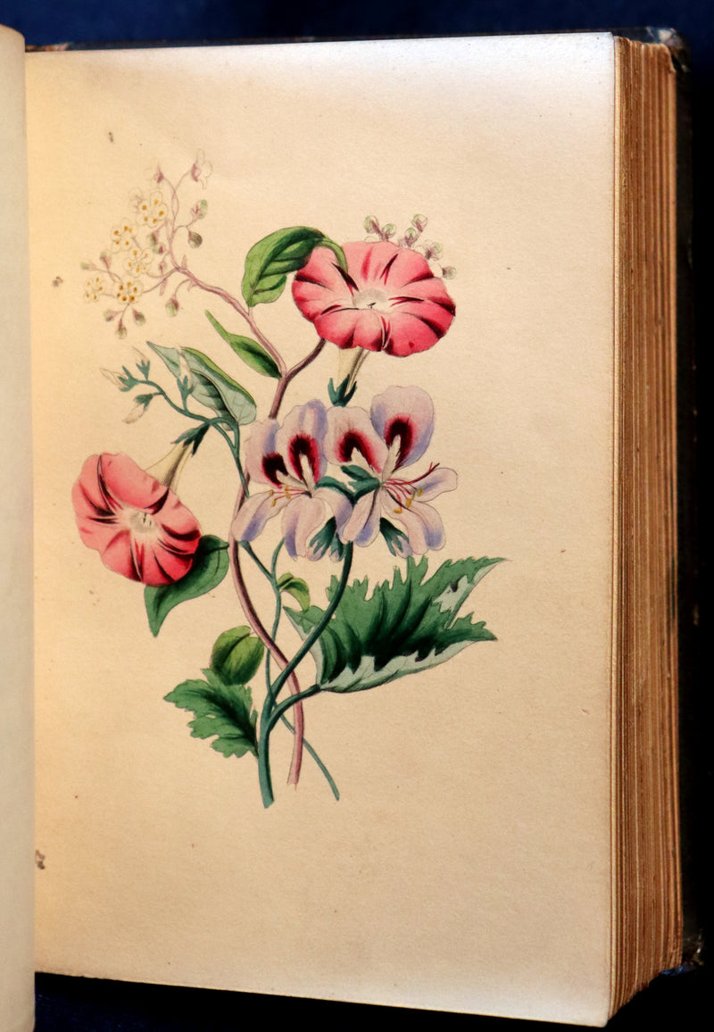 1841 Rare Floriography Book ~ Sentiment of Flowers or Language of Flora with coloured plates.