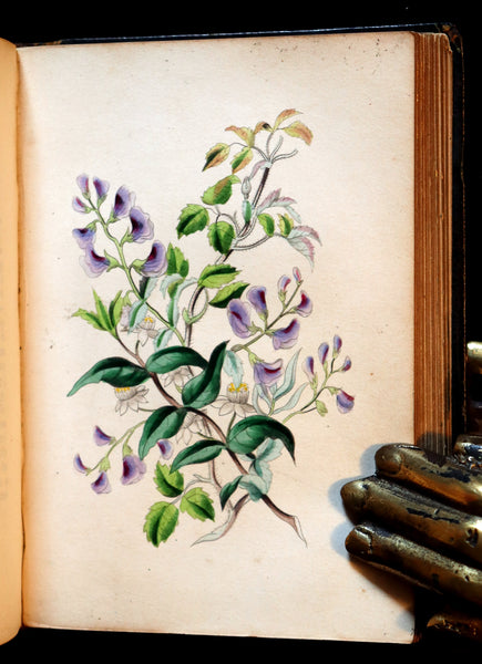 1841 Rare Floriography Book ~ Sentiment of Flowers or Language of Flora with coloured plates.