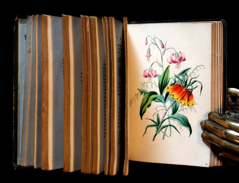 1841 Rare Floriography Book ~ Sentiment of Flowers or Language of Flora with coloured plates.