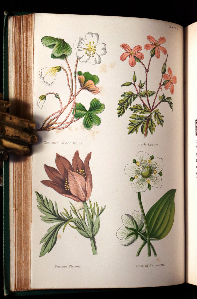 1870 Rare Victorian Book - FIELD FLOWERS, A handy-book for the rambling by the famous botanist James Shirley Hibberd.