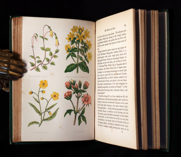 1870 Rare Victorian Book - FIELD FLOWERS, A handy-book for the rambling by the famous botanist James Shirley Hibberd.
