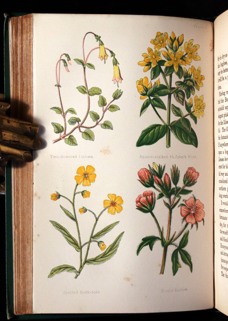 1870 Rare Victorian Book - FIELD FLOWERS, A handy-book for the rambling by the famous botanist James Shirley Hibberd.