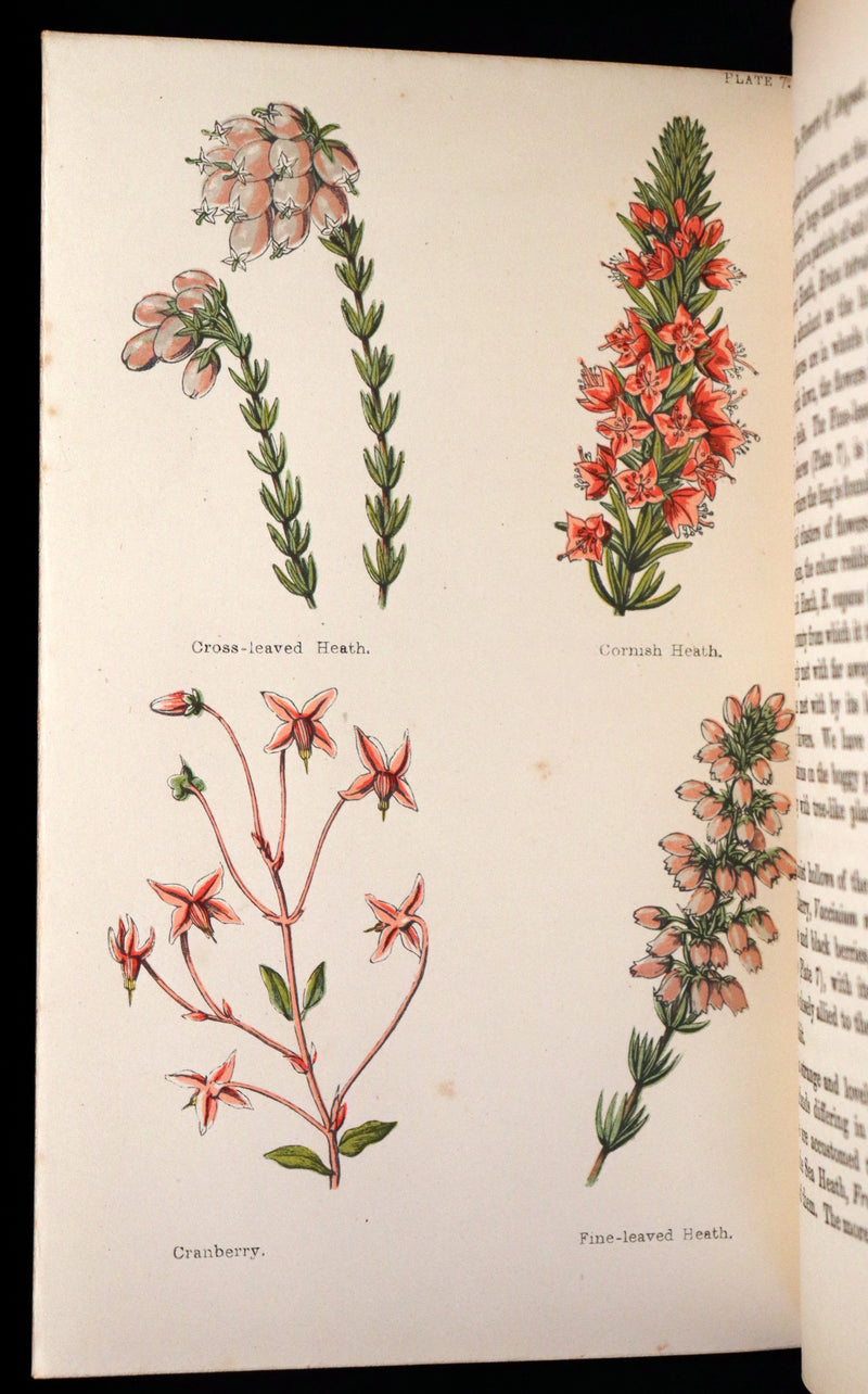 1870 Rare Victorian Book - FIELD FLOWERS, A handy-book for the rambling by the famous botanist James Shirley Hibberd.