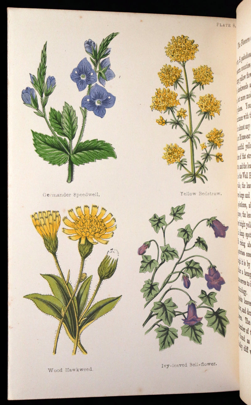 1870 Rare Victorian Book - FIELD FLOWERS, A handy-book for the rambling by the famous botanist James Shirley Hibberd.