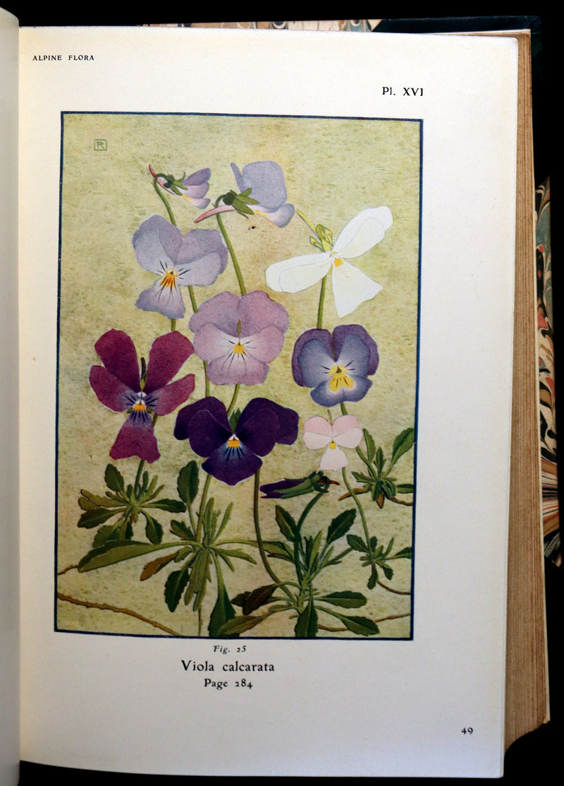 1911 Rare Book - The ALPINE FLORA (Flowers) by Henry Correvon illustrated in water-colour.