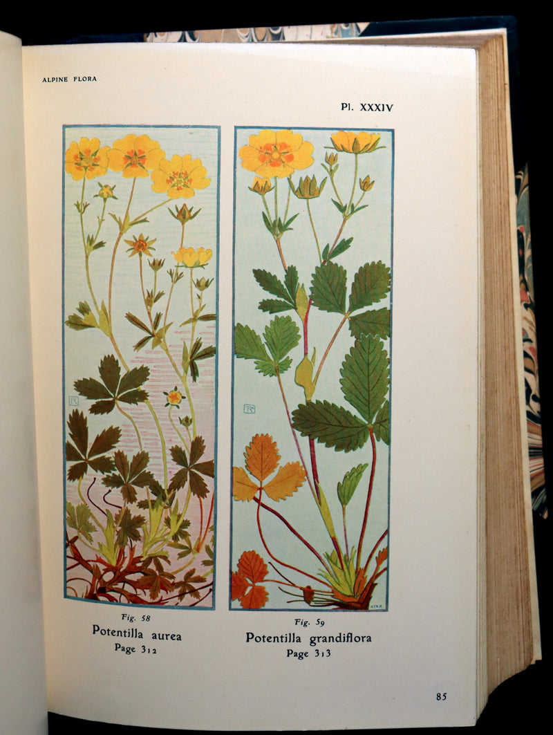 1911 Rare Book - The ALPINE FLORA (Flowers) by Henry Correvon illustrated in water-colour.