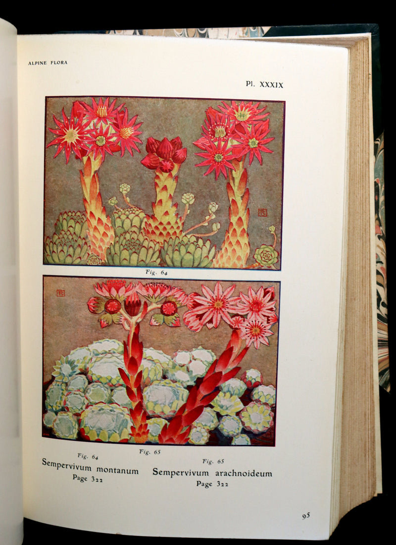 1911 Rare Book - The ALPINE FLORA (Flowers) by Henry Correvon illustrated in water-colour.