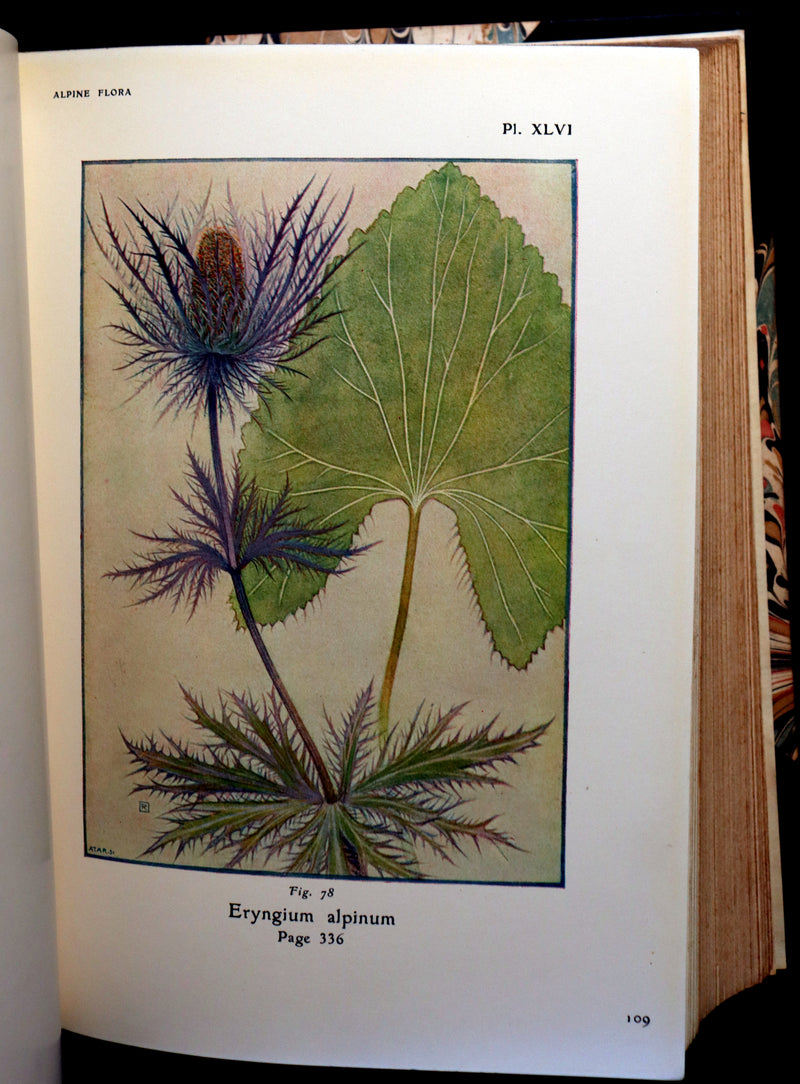 1911 Rare Book - The ALPINE FLORA (Flowers) by Henry Correvon illustrated in water-colour.