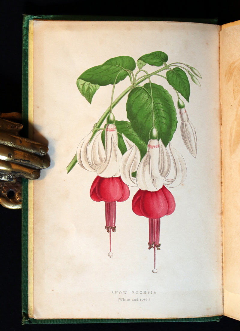 1871 Rare Book - The Amateur's Flower Garden by the famous botanist James Shirley Hibberd. 1stED.