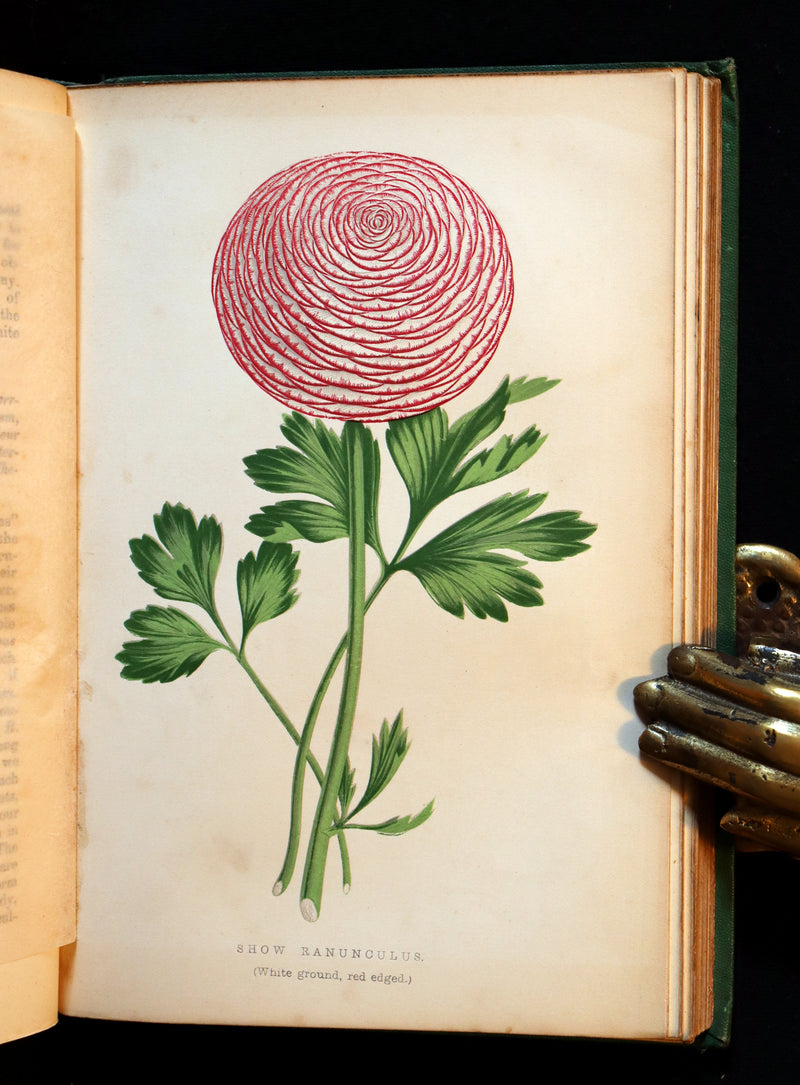 1871 Rare Book - The Amateur's Flower Garden by the famous botanist James Shirley Hibberd. 1stED.