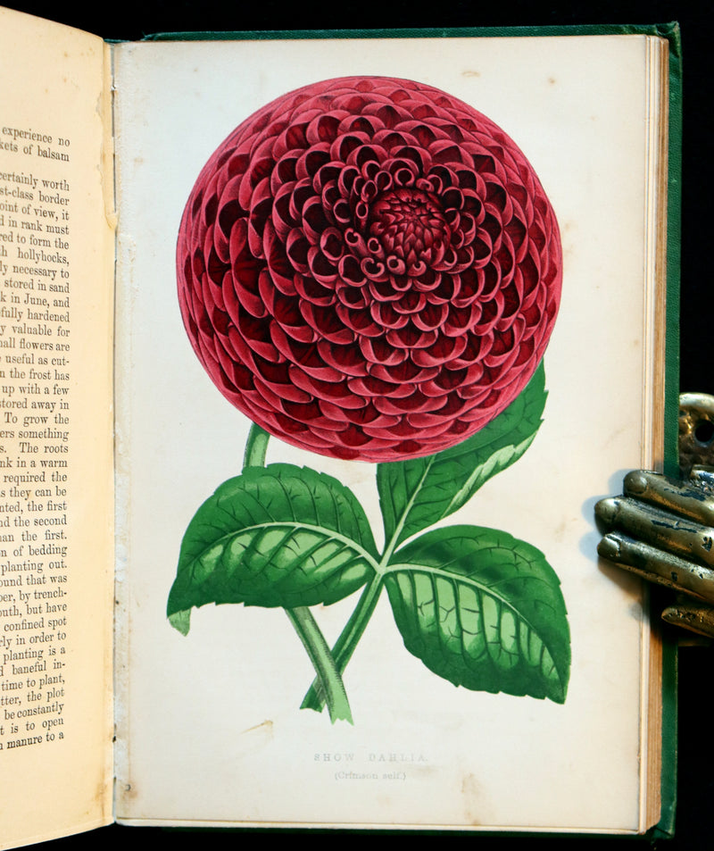 1871 Rare Book - The Amateur's Flower Garden by the famous botanist James Shirley Hibberd. 1stED.