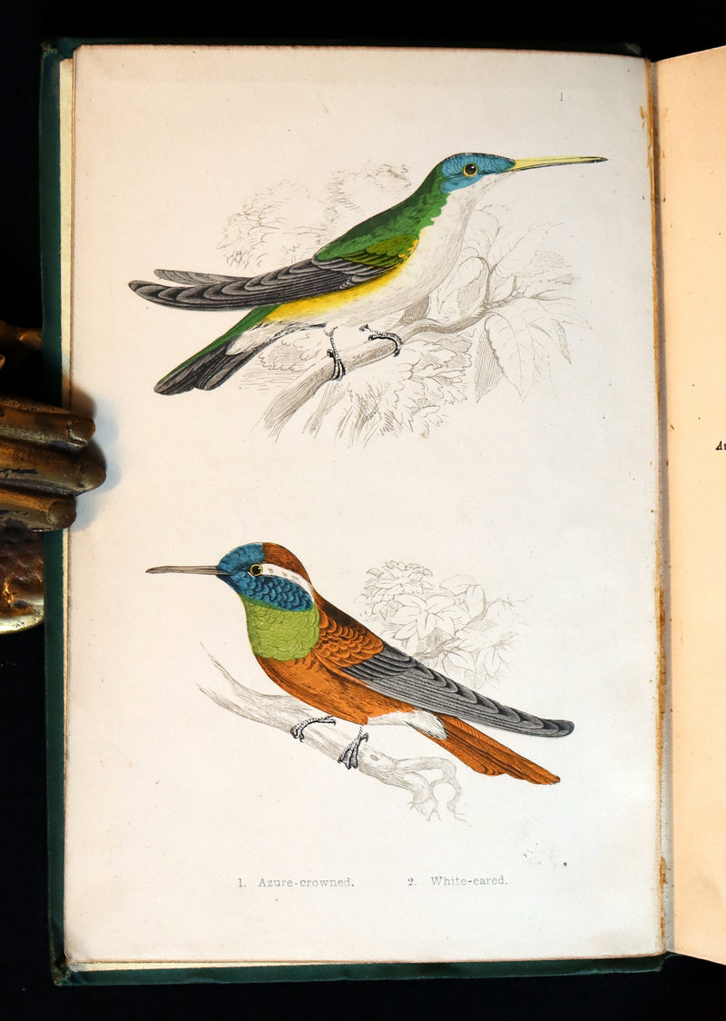 1856 Scarce Ornithology Book ~ HUMMING BIRDS described & Color Illustrated. By Henry Gardiner Adams.