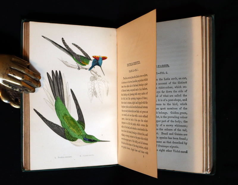 1856 Scarce Ornithology Book ~ HUMMING BIRDS described & Color Illustrated. By Henry Gardiner Adams.