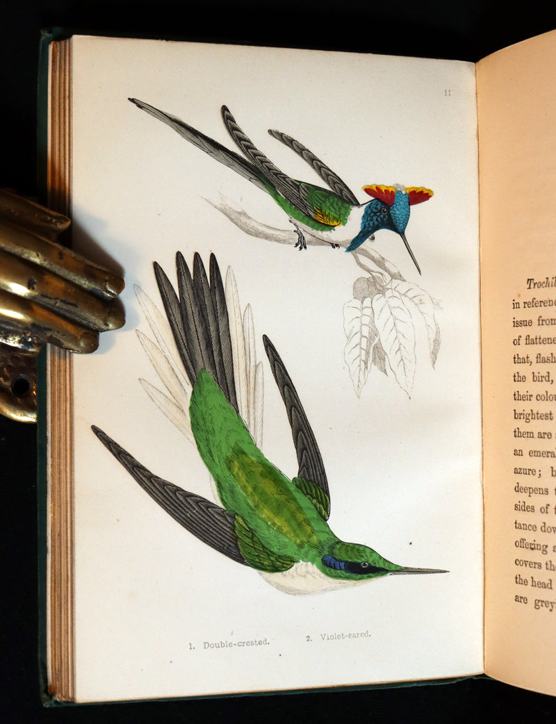 1856 Scarce Ornithology Book ~ HUMMING BIRDS described & Color Illustrated. By Henry Gardiner Adams.