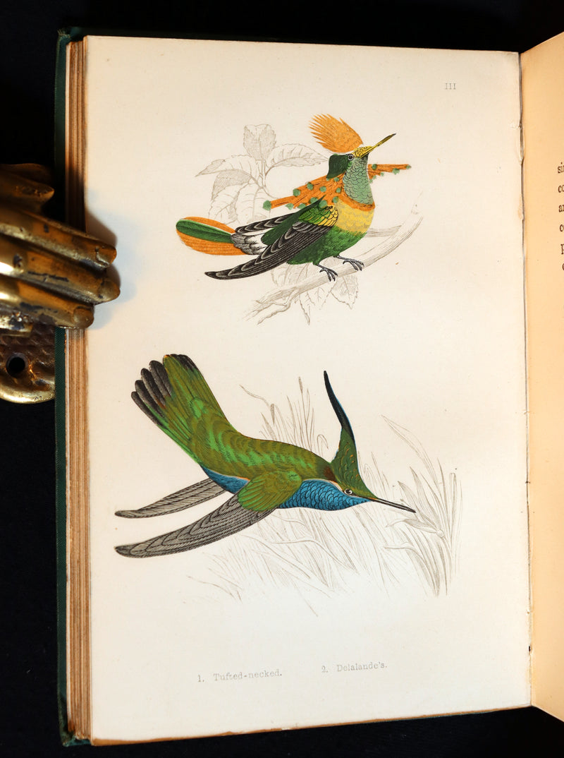1856 Scarce Ornithology Book ~ HUMMING BIRDS described & Color Illustrated. By Henry Gardiner Adams.