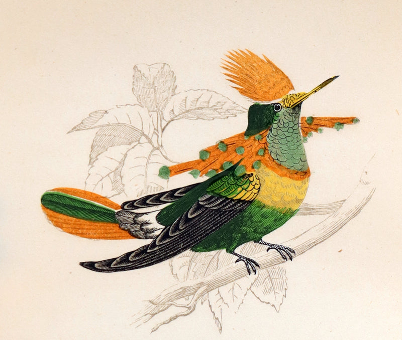 1856 Scarce Ornithology Book ~ HUMMING BIRDS described & Color Illustrated. By Henry Gardiner Adams.