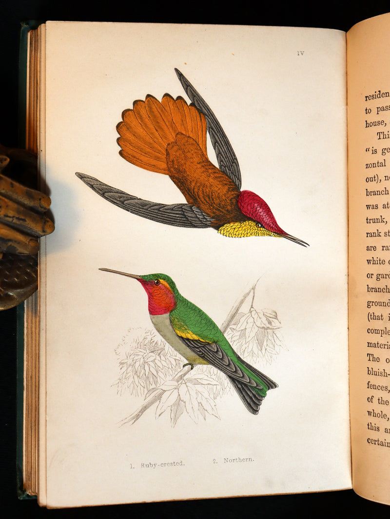1856 Scarce Ornithology Book ~ HUMMING BIRDS described & Color Illustrated. By Henry Gardiner Adams.