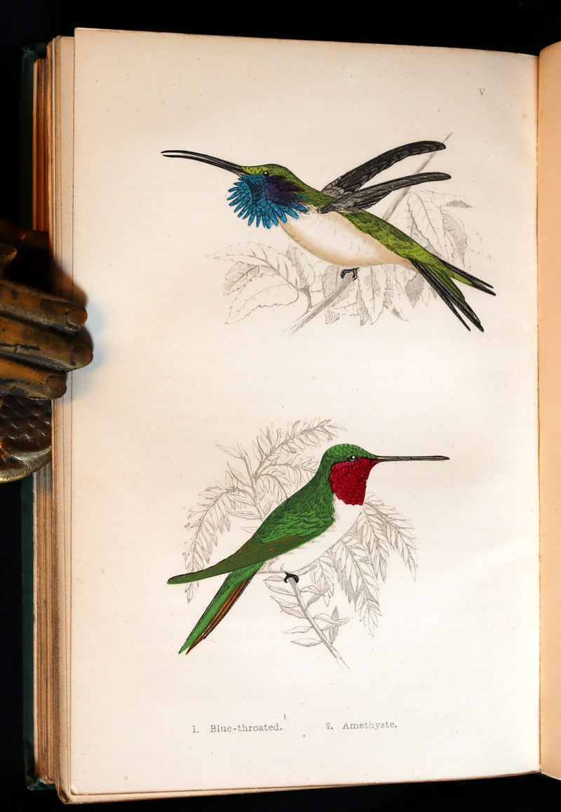 1856 Scarce Ornithology Book ~ HUMMING BIRDS described & Color Illustrated. By Henry Gardiner Adams.
