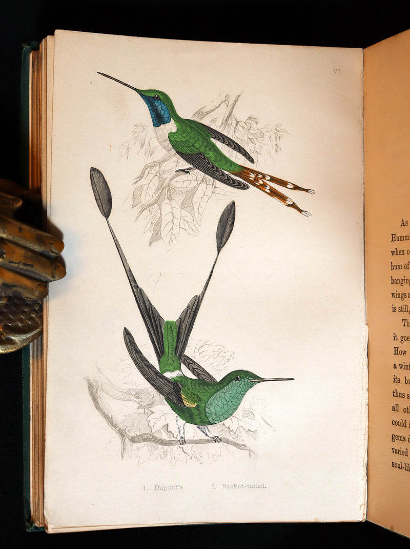 1856 Scarce Ornithology Book ~ HUMMING BIRDS described & Color Illustrated. By Henry Gardiner Adams.