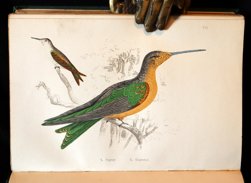 1856 Scarce Ornithology Book ~ HUMMING BIRDS described & Color Illustrated. By Henry Gardiner Adams.