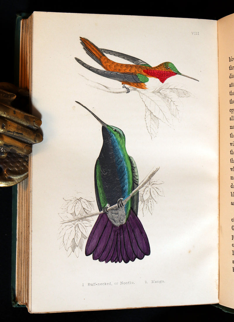 1856 Scarce Ornithology Book ~ HUMMING BIRDS described & Color Illustrated. By Henry Gardiner Adams.