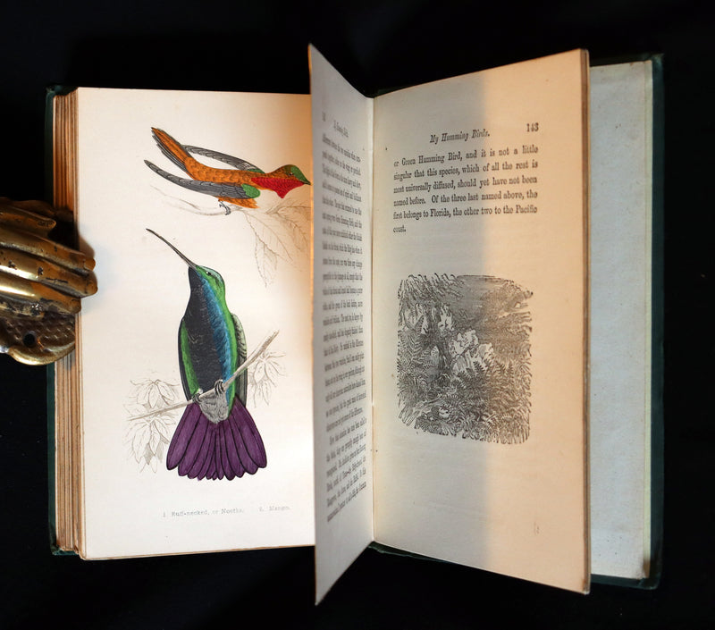 1856 Scarce Ornithology Book ~ HUMMING BIRDS described & Color Illustrated. By Henry Gardiner Adams.