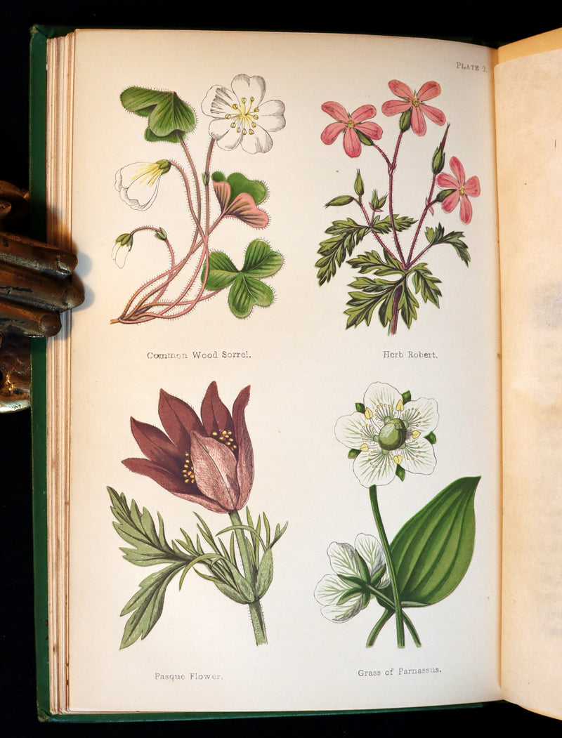1870 Rare First Edition - FIELD FLOWERS, A handy-book for the rambling by the famous botanist James Shirley Hibberd.