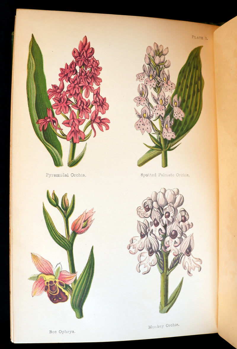 1870 Rare First Edition - FIELD FLOWERS, A handy-book for the rambling by the famous botanist James Shirley Hibberd.