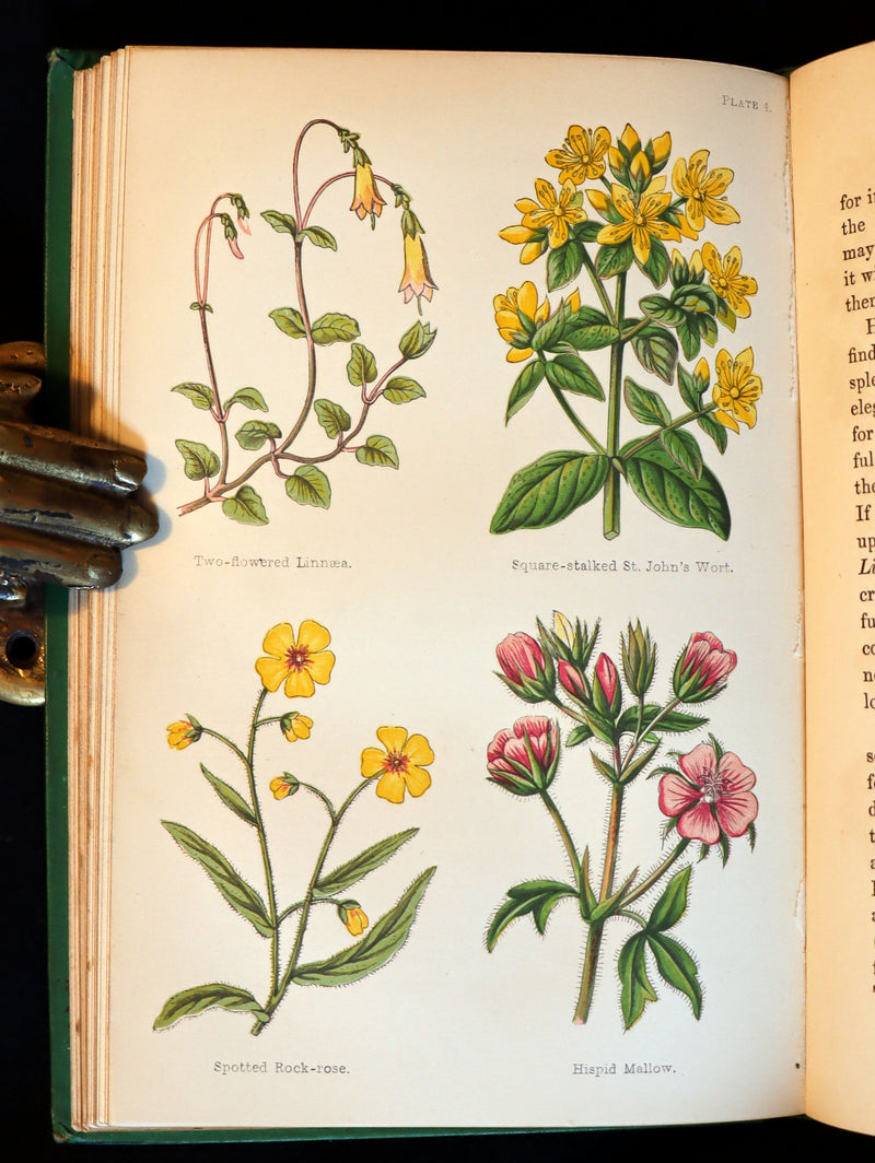 1870 Rare First Edition - FIELD FLOWERS, A handy-book for the rambling by the famous botanist James Shirley Hibberd.