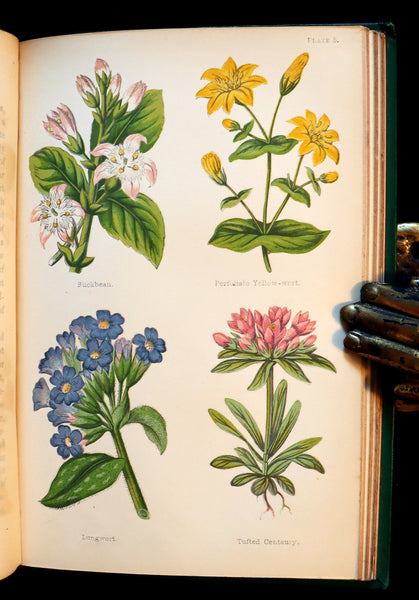 1870 Rare First Edition - FIELD FLOWERS, A handy-book for the rambling by the famous botanist James Shirley Hibberd.