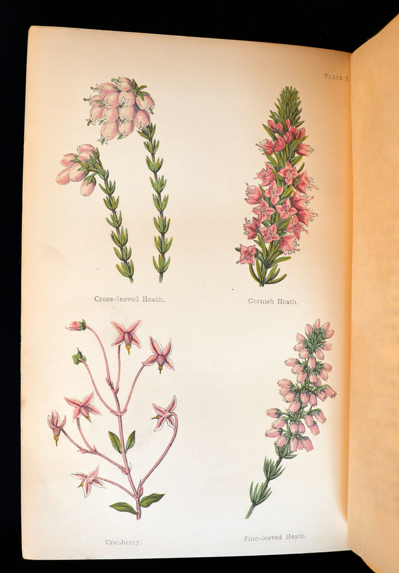 1870 Rare First Edition - FIELD FLOWERS, A handy-book for the rambling by the famous botanist James Shirley Hibberd.