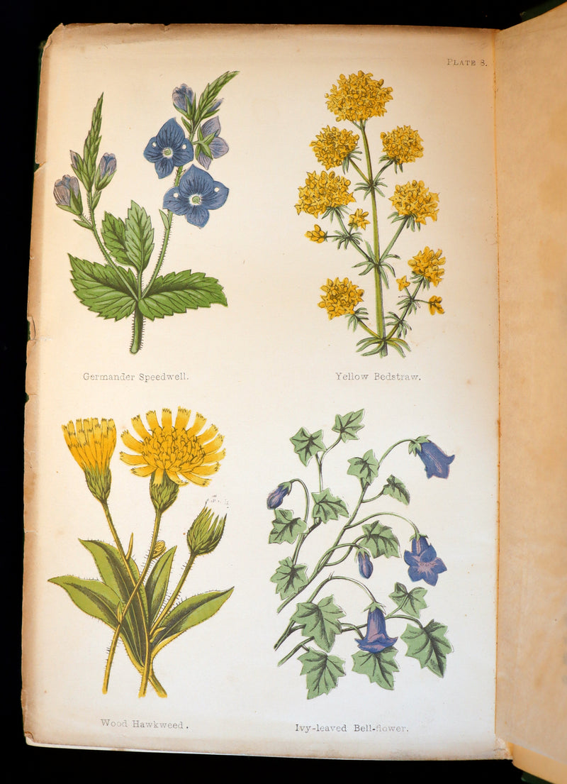 1870 Rare First Edition - FIELD FLOWERS, A handy-book for the rambling by the famous botanist James Shirley Hibberd.