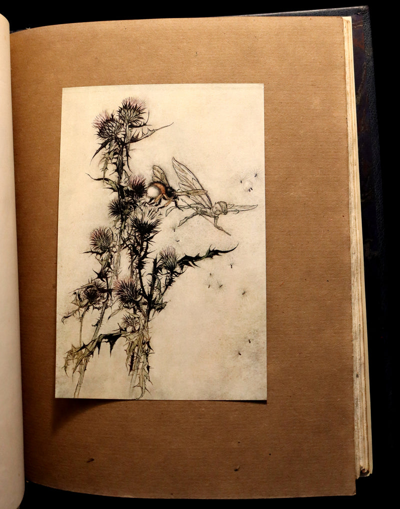 1908 Rare Limited Book Signed by Rackham - Shakespeare's Midsummer Night's Dream in a beautiful binding.