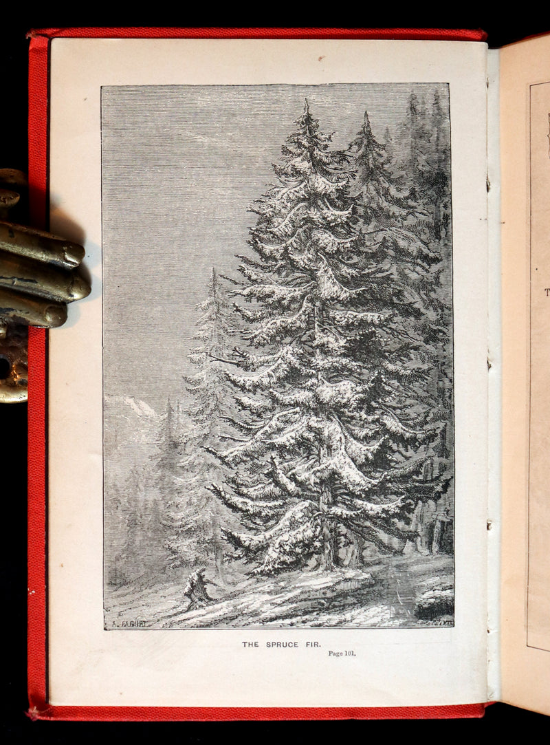 1870 Rare Victorian Book - WALTER IN THE WOODS - The Trees and Common Objects of the Forest.