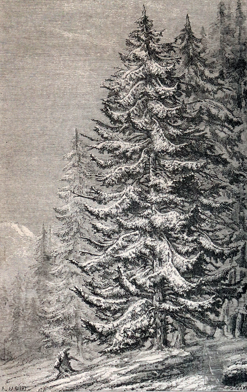 1870 Rare Victorian Book - WALTER IN THE WOODS - The Trees and Common Objects of the Forest.