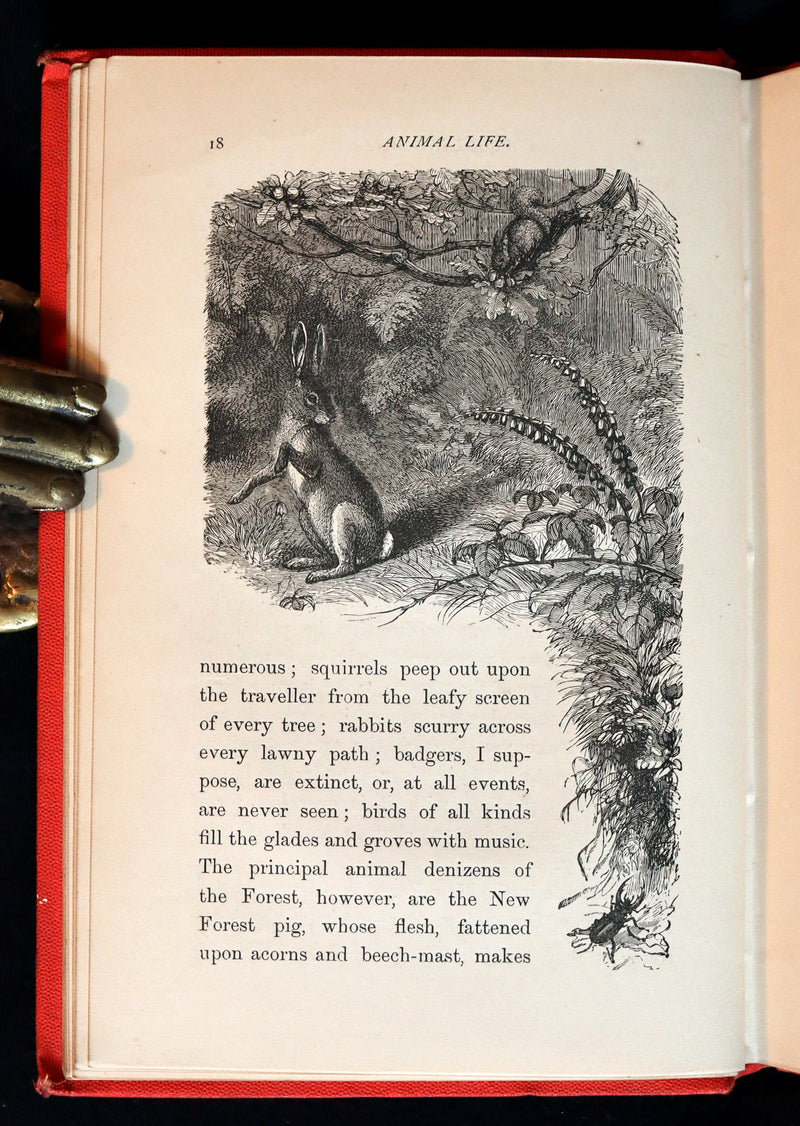 1870 Rare Victorian Book - WALTER IN THE WOODS - The Trees and Common Objects of the Forest.