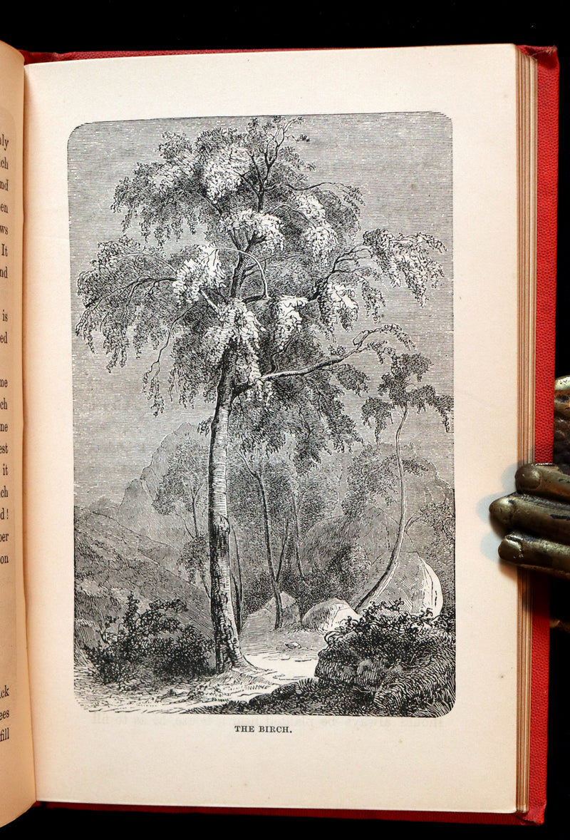1870 Rare Victorian Book - WALTER IN THE WOODS - The Trees and Common Objects of the Forest.