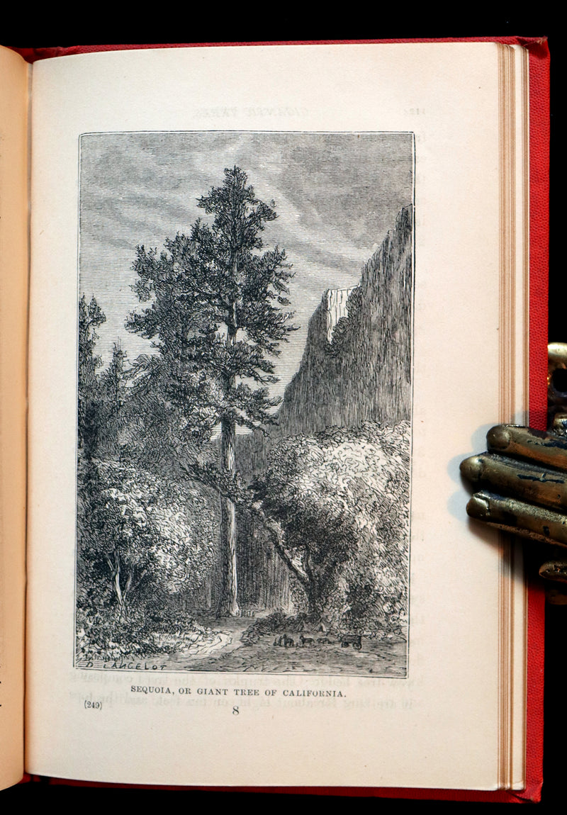 1870 Rare Victorian Book - WALTER IN THE WOODS - The Trees and Common Objects of the Forest.