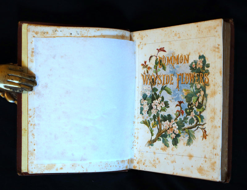 1860 Rare First Edition - Common Wayside Flowers by Thomas Miller & Color Illustrated by Birket Foster.