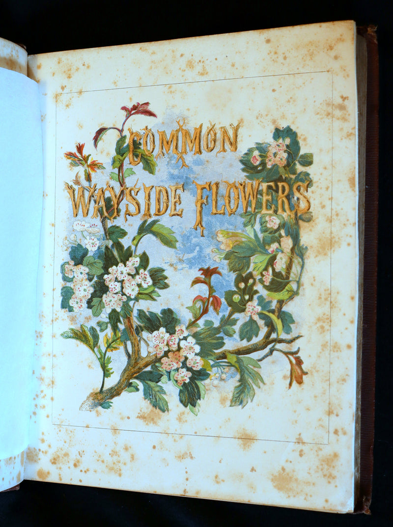 1860 Rare First Edition - Common Wayside Flowers by Thomas Miller & Color Illustrated by Birket Foster.