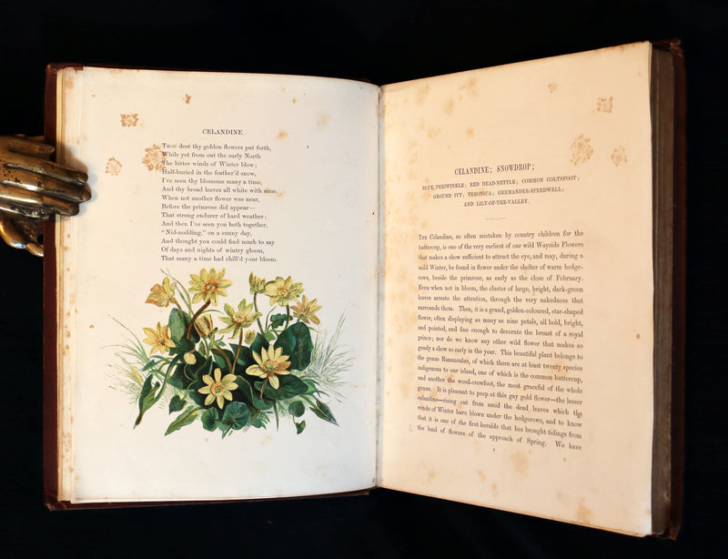 1860 Rare First Edition - Common Wayside Flowers by Thomas Miller & Color Illustrated by Birket Foster.