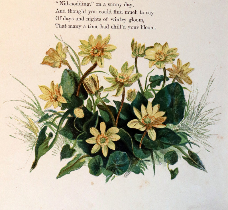 1860 Rare First Edition - Common Wayside Flowers by Thomas Miller & Color Illustrated by Birket Foster.