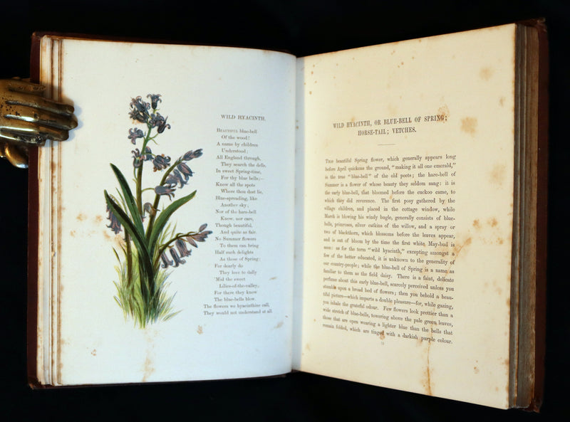 1860 Rare First Edition - Common Wayside Flowers by Thomas Miller & Color Illustrated by Birket Foster.